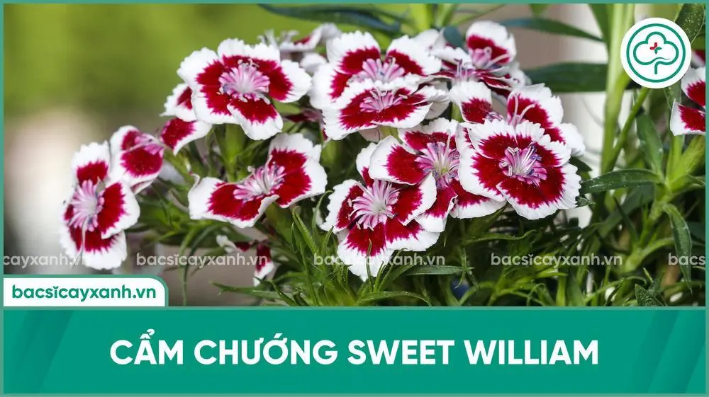 Hoa cẩm chướng Sweet William